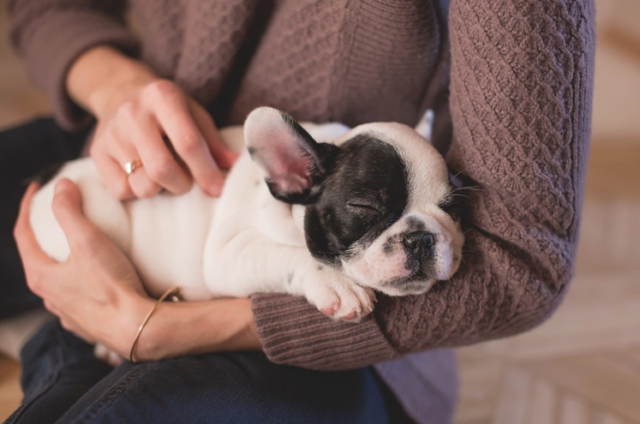 Person holding French Bulldog