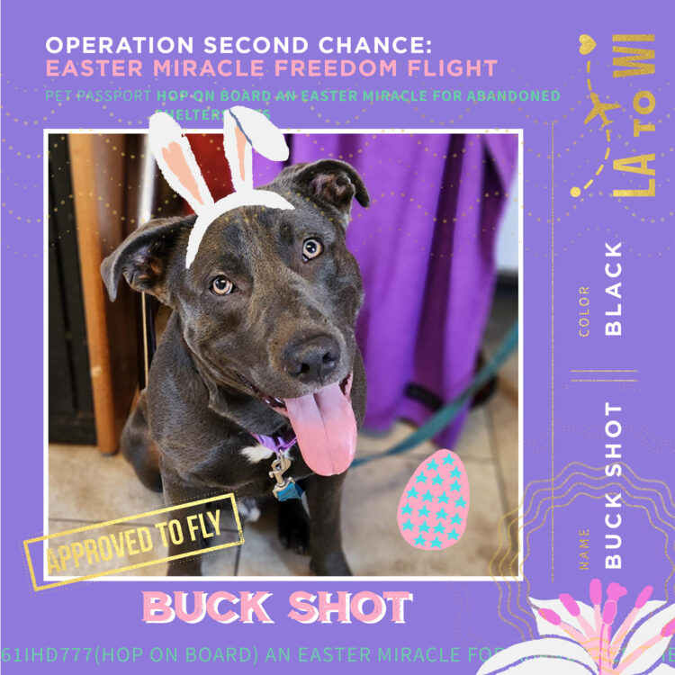 PetPassport-Buck Shot