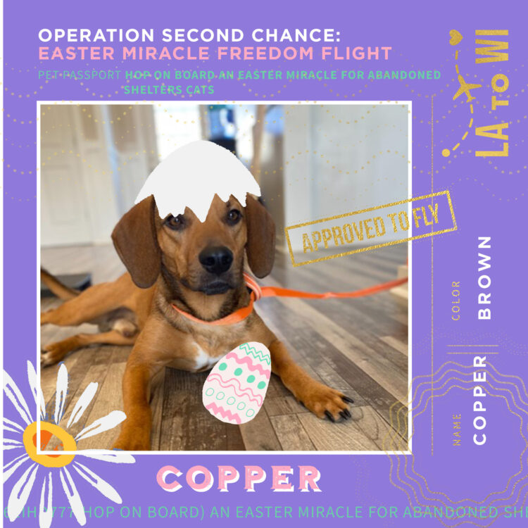 PetPassport-Copper