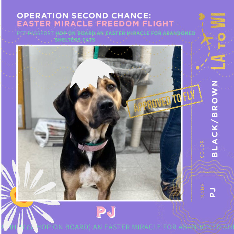 PetPassport-PJ