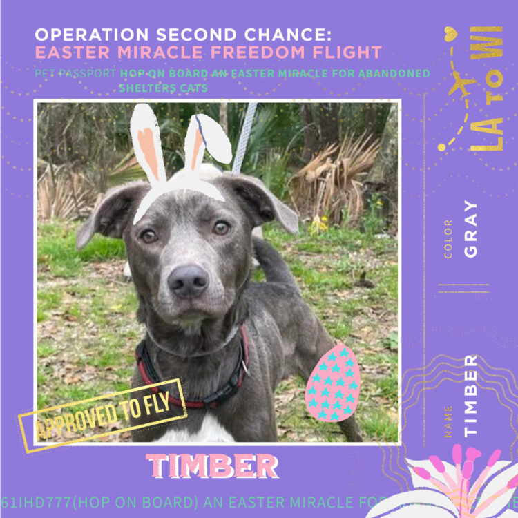 PetPassport-Timber