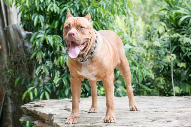 Best invisible dog fence for Pit Bulls
