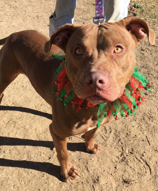 Pit Bull at rescue