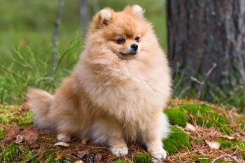 Best dehydrated canine  foods for Pomeranians