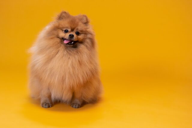 best snout soothers for Pomeranians