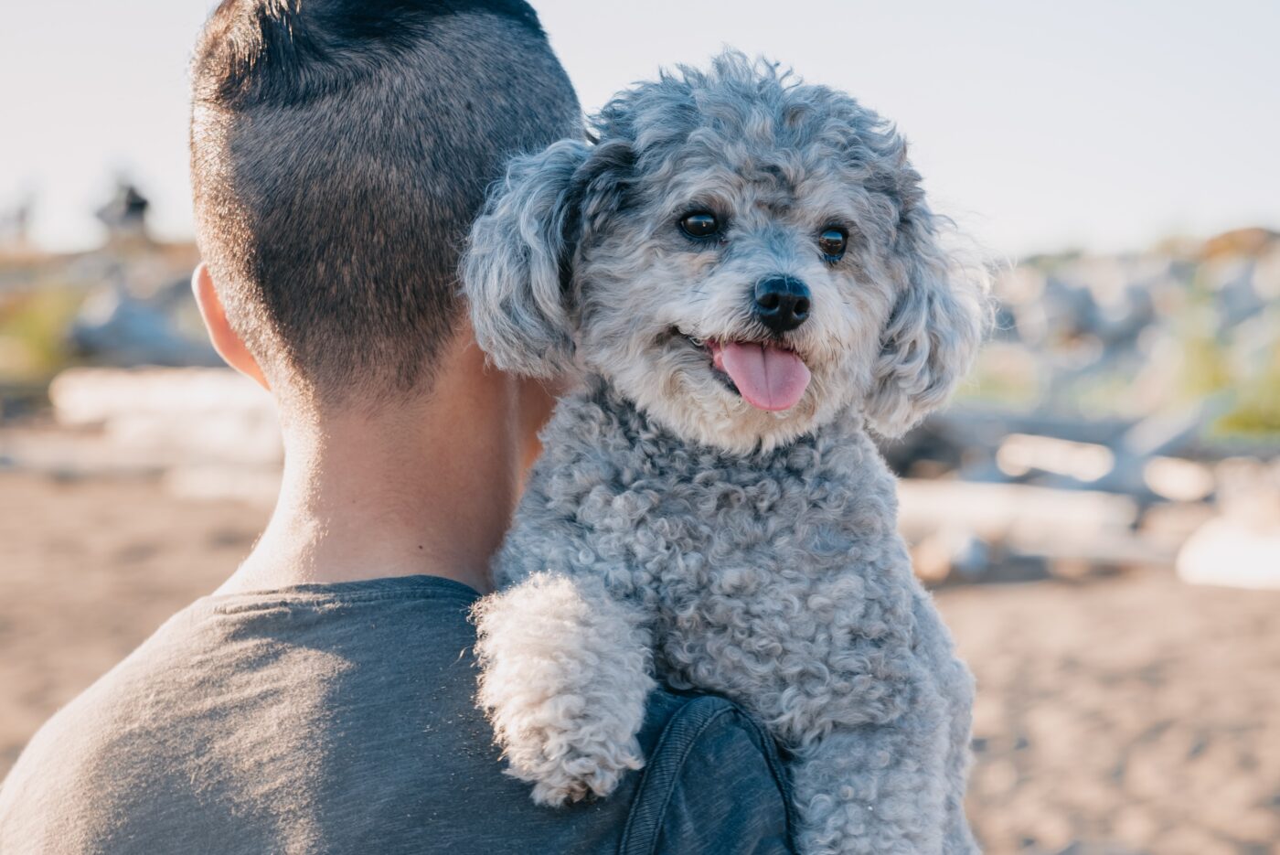 the best snout soother for your Poodle