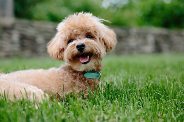 best dog gate for Poodles