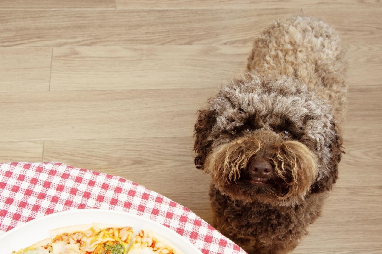 9 Best Freeze-Dried Dog Food Brands for Poodles