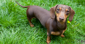 Probiotics for Dachshunds