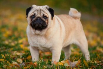 Best dehydrated canine  foods for Pugs