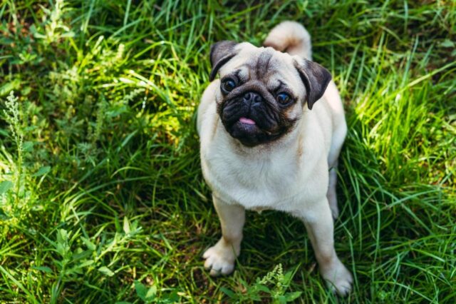 Best bully sticks for Pugs