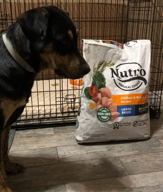 Rescue dog with food donation