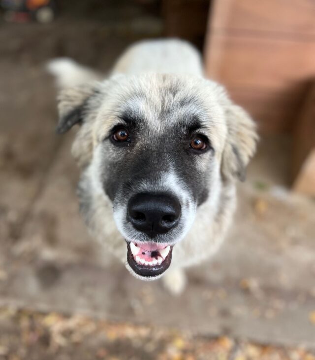 Rescued dog happy face