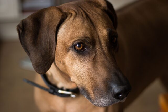 best snout soothers for Rhodesian Ridgebacks