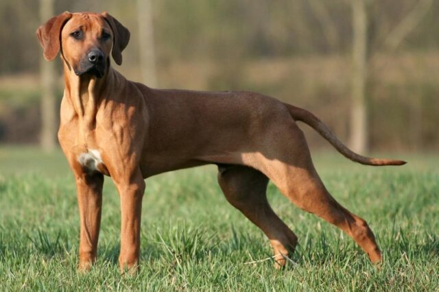 Best dehydrated canine  foods for Rhodesian Ridgebacks