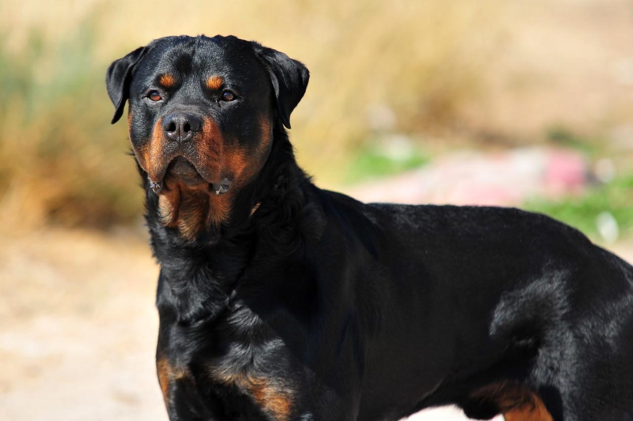 how much to feed a 50 lb rottweiler