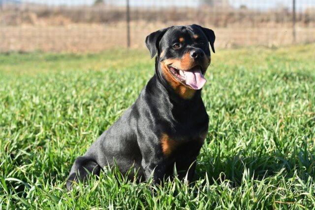 Best freeze dried dog food for Rottweilers