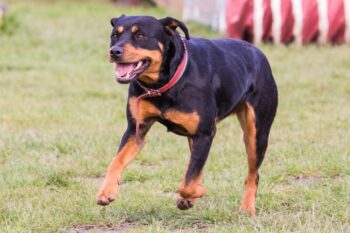 Best invisible dog fence for Rottweilers