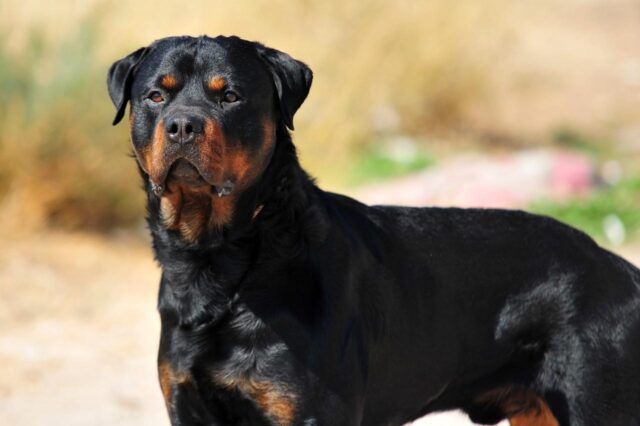 Best dehydrated dog foods for Rottweilers