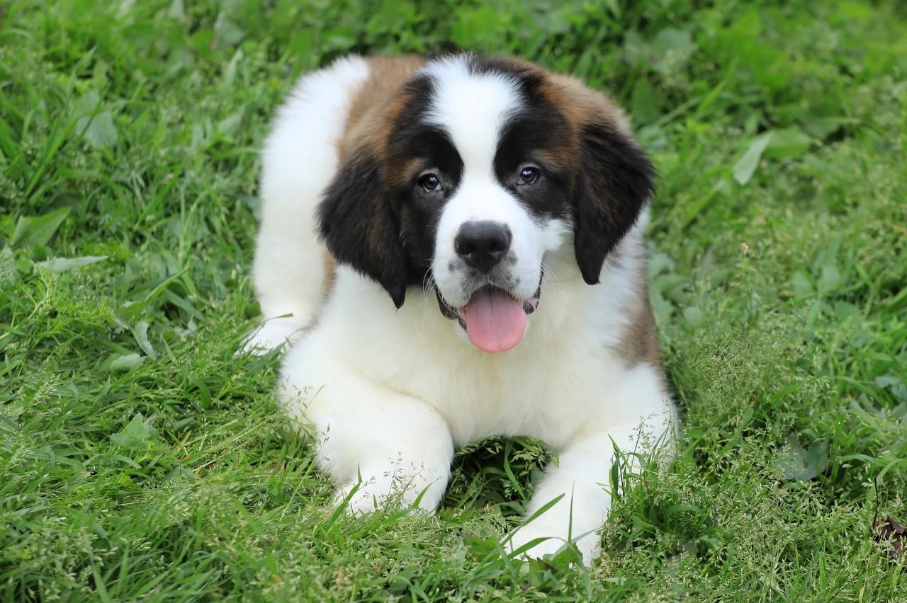 Best freeze dried dog food for Saint Bernards