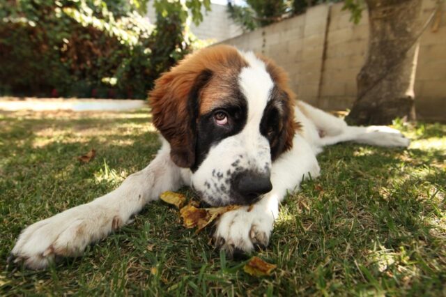 Best bully sticks for Saint Bernards