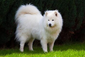 Best dehydrated canine  foods for Samoyeds