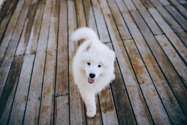 best snout soothers for Samoyeds