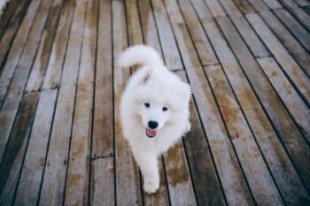 the best snout soother for your Samoyed