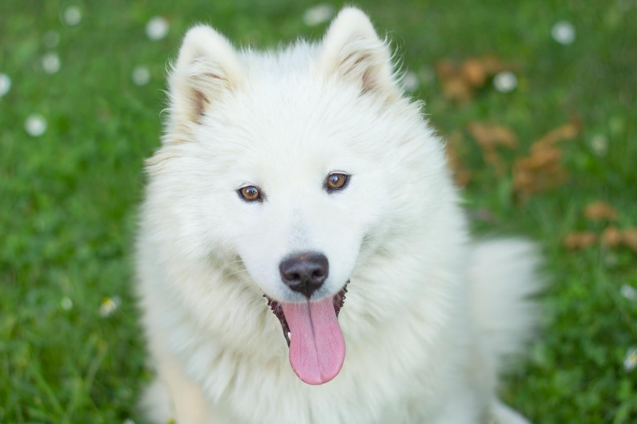 Best freeze dried dog food for Samoyeds