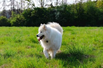 the best dog gate for your Samoyed