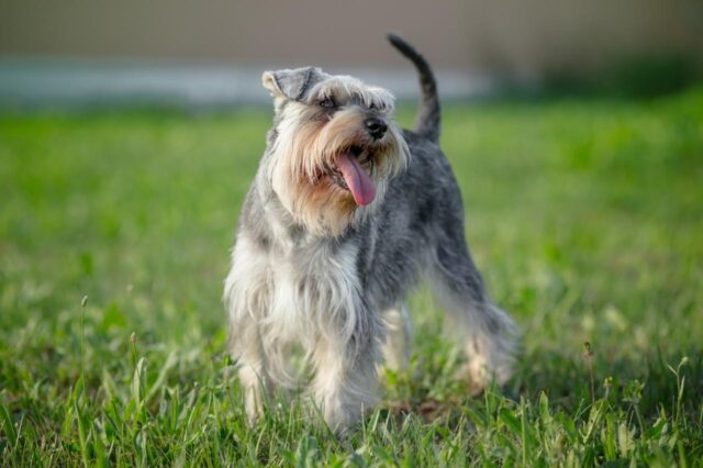 Best dry dog food for outlet schnauzers