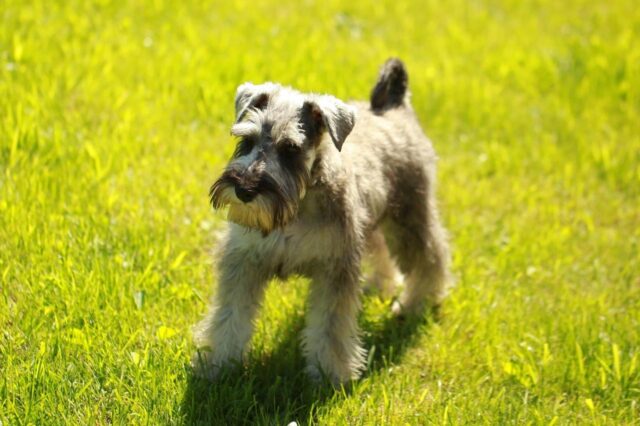 Best invisible dog fence for Schnauzers