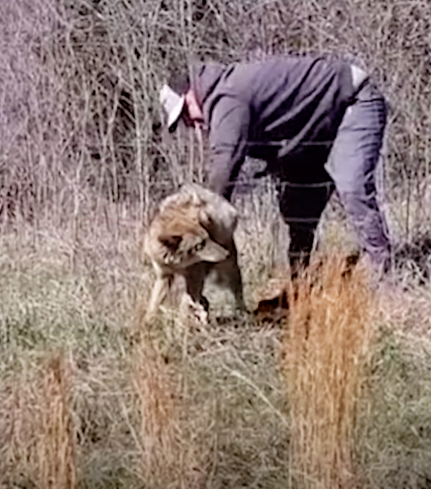 Gutsy Man Approached Trapped Coyote With Pliers In Hand Iheartdogs