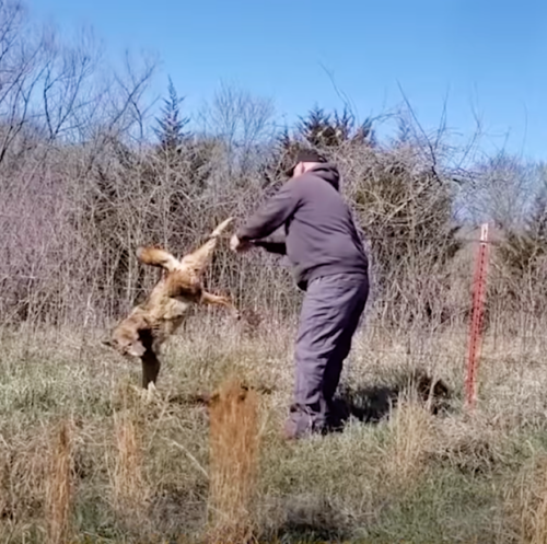 Gutsy Man Approached Trapped Coyote With Pliers In Hand Iheartdogs