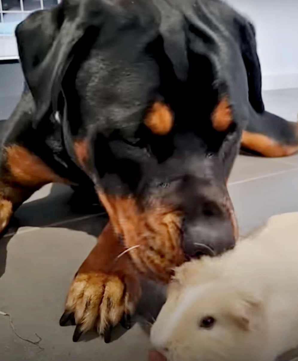 Guinea Rottweilers Rottweiler Rejected By Humans Turns To Guinea Pigs For Love And ...