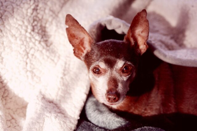 Senior Chihuahua resting