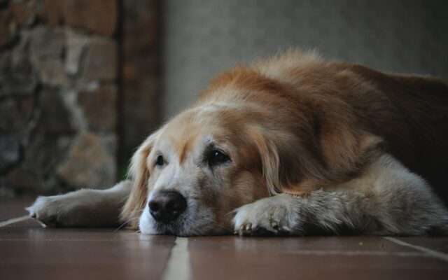 Senior dog lying on cool floor