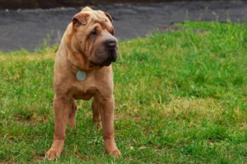 Best dehydrated canine  foods for Shar Peis