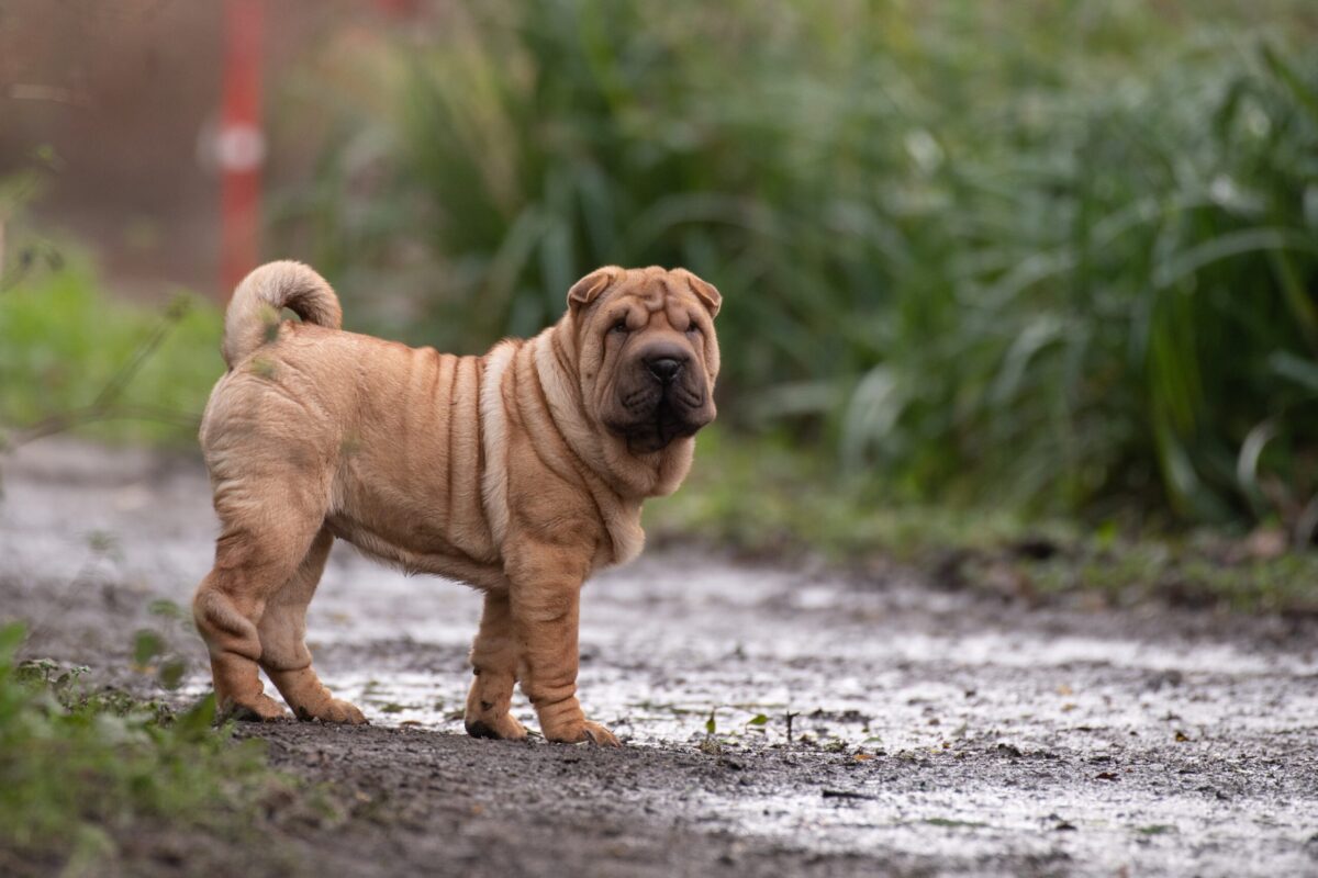 Male & Female Chinese Shar-Pei Weights & Heights by Age