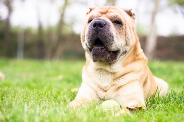 Best freeze dried dog food for Shar Peis