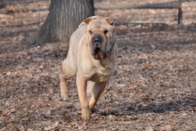 Best invisible dog fence for Shar Peis