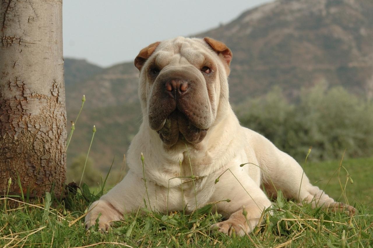 Best bully sticks for Shar Peis