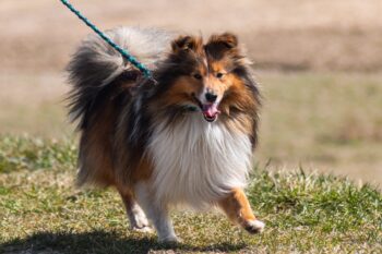 the best snout soother for your Sheltie