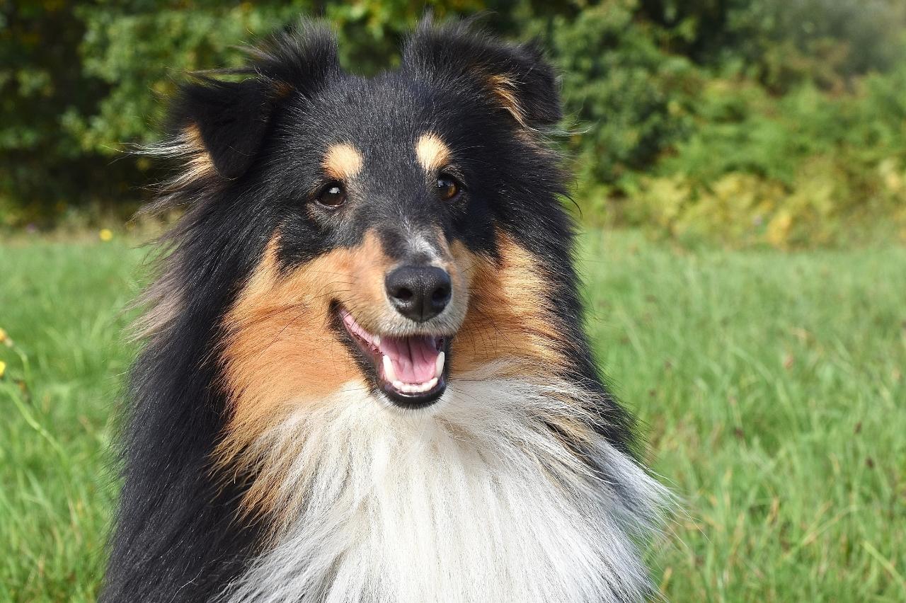 9 Best Freeze-Dried Dog Food Brands for Shelties