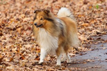 Best invisible dog fence for Shelties