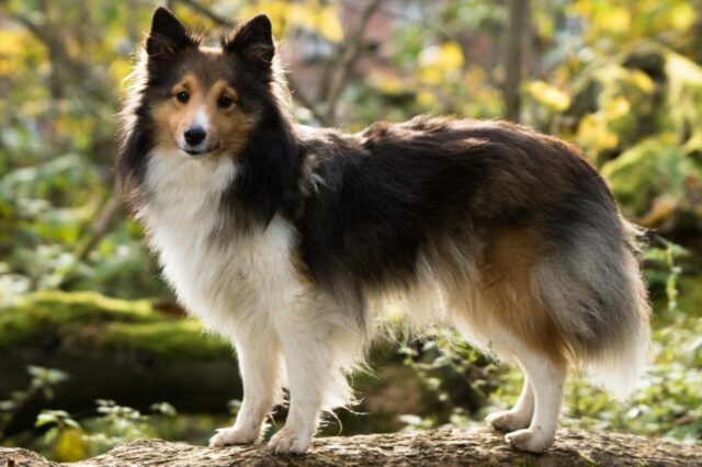 Best dehydrated canine  foods for Shelties