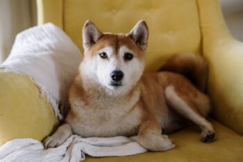 the best snout soother for your Shiba Inu