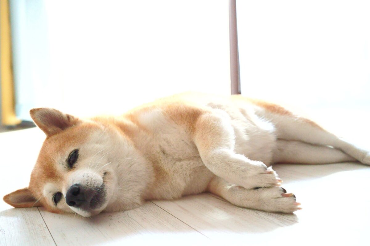 10 Best Dog Gates for Shiba Inus