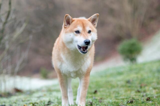 How Often Do I Take a Shiba Inu Outside to Pee?