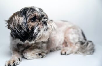 the best snout soother for your Shih Tzu